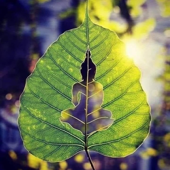 Meet your Posher, Ann - Picture 1 of 1